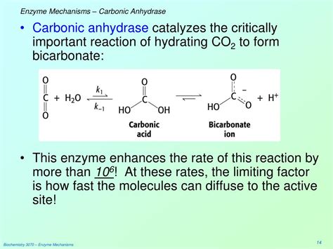 the enzyme carbonic anhydrase causes